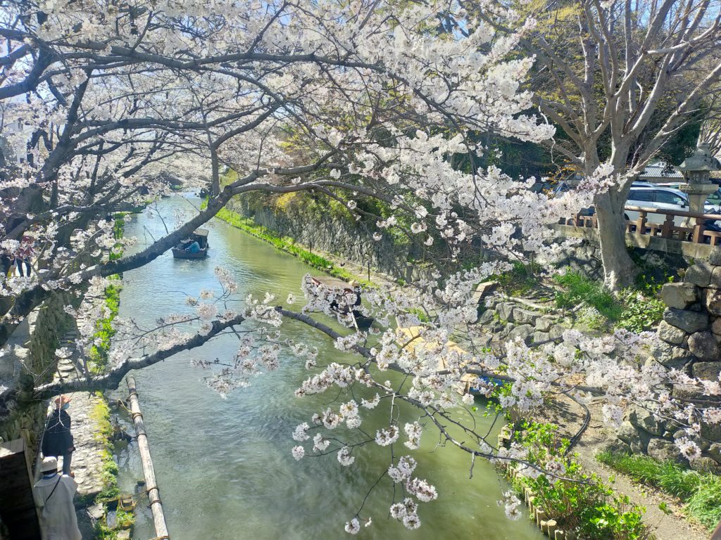 近江八幡の堀と桜